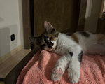 Кошки в Москве: Котенок в добрые руки Девочка, Бесплатно - фото 5