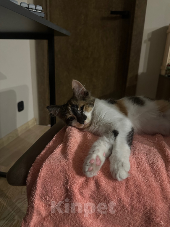 Кошки в Москве: Котенок в добрые руки Девочка, Бесплатно - фото 5
