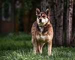 Собаки в Москве: Спокойный и дружелюбный пес Филя ищет дом! Мальчик, Бесплатно - фото 6