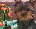 Собаки в Набережных Челнах: Леон,йоркширский терьер Мальчик, 35 000 руб. - фото 1
