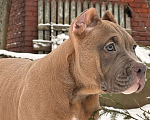 Собаки в других городах Московской области: Американский булли Мальчик 1 Мальчик, 250 000 руб. - фото 1