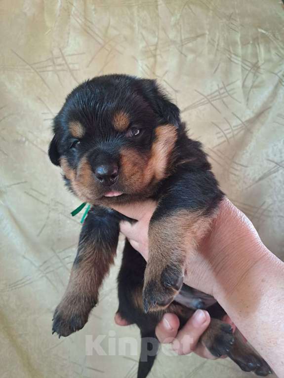Собаки в Всеволожске: Щенки ротвейлера  Мальчик, 100 000 руб. - фото 2