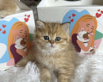 Кошки в Москве: Британский котенок ny24 Девочка, 40 000 руб. - фото 6