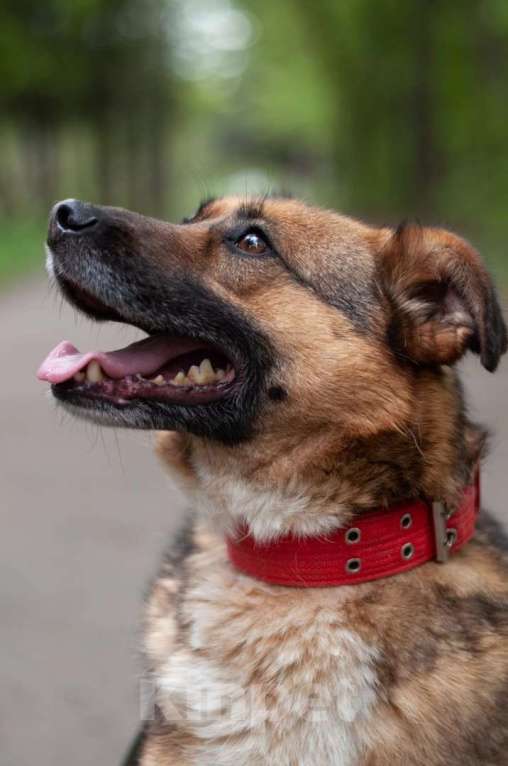 Собаки в Ногинске: Модерн - элегантен, галантен, учтив - в поиске дома Мальчик, Бесплатно - фото 5