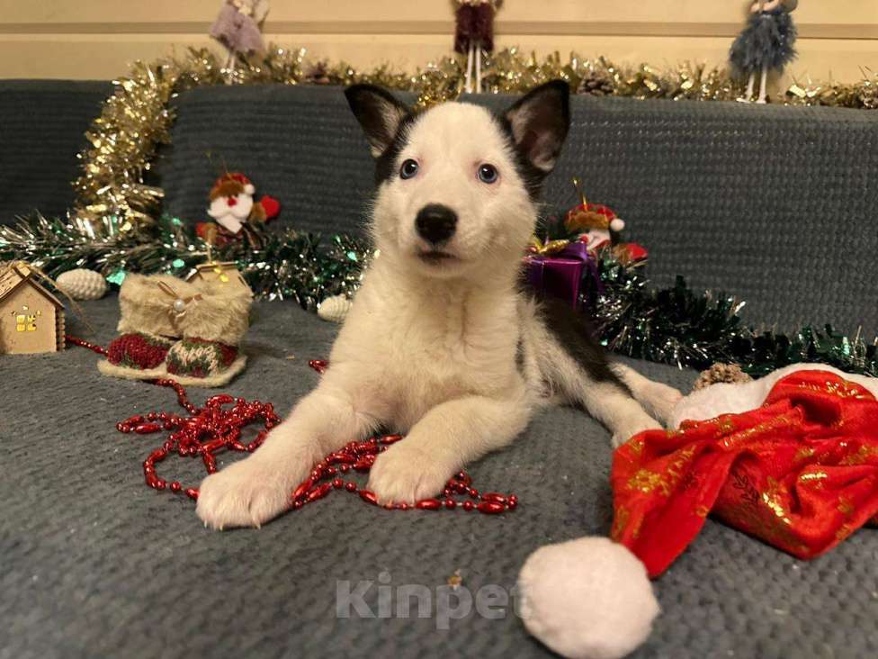 Собаки в Лосином-Петровском: Орфей якутята ппбж Мальчик, Бесплатно - фото 7