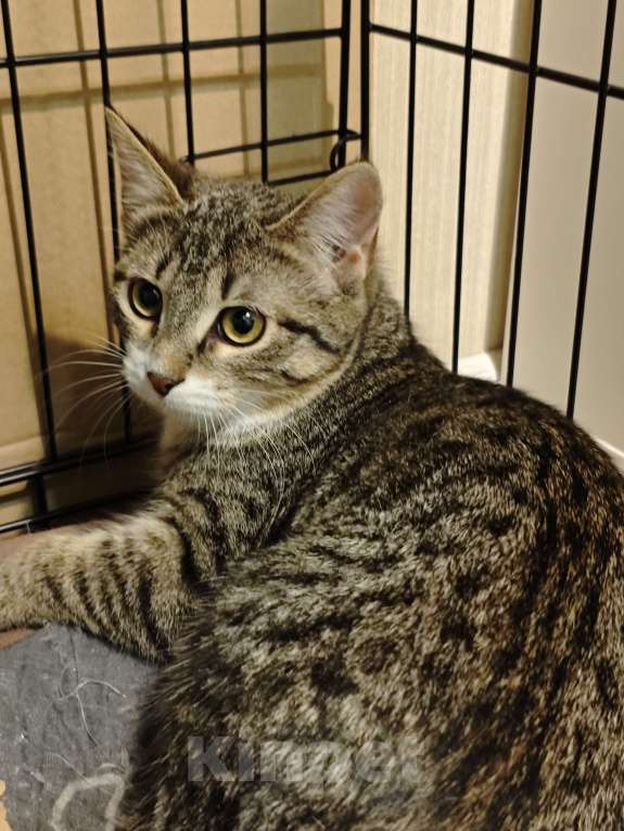 Кошки в Москве: Котёнок  ищет дом  Девочка, Бесплатно - фото 4