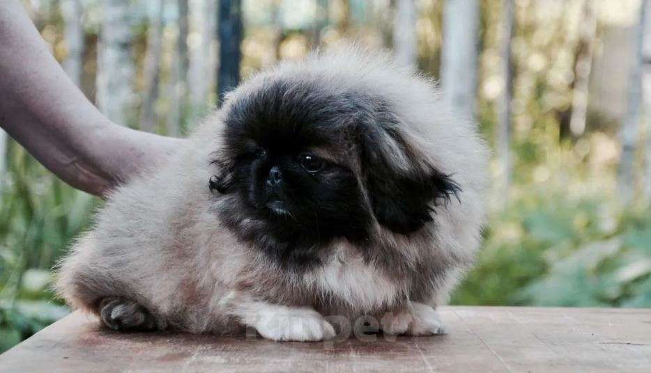 Собаки в Самаре: Пекинес Мальчик, Бесплатно - фото 4