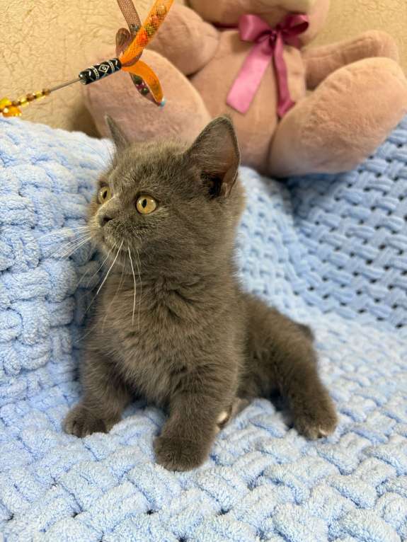 Кошки в Москве: Манчкин менуэт DBE Девочка, 100 000 руб. - фото 9