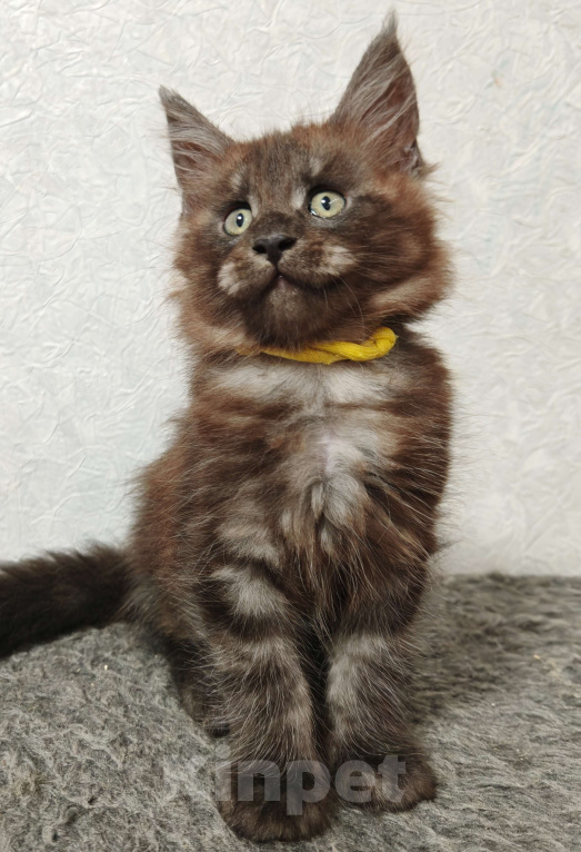 Кошки в Москве: Лапуля чёрный дым Мальчик, 25 000 руб. - фото 3