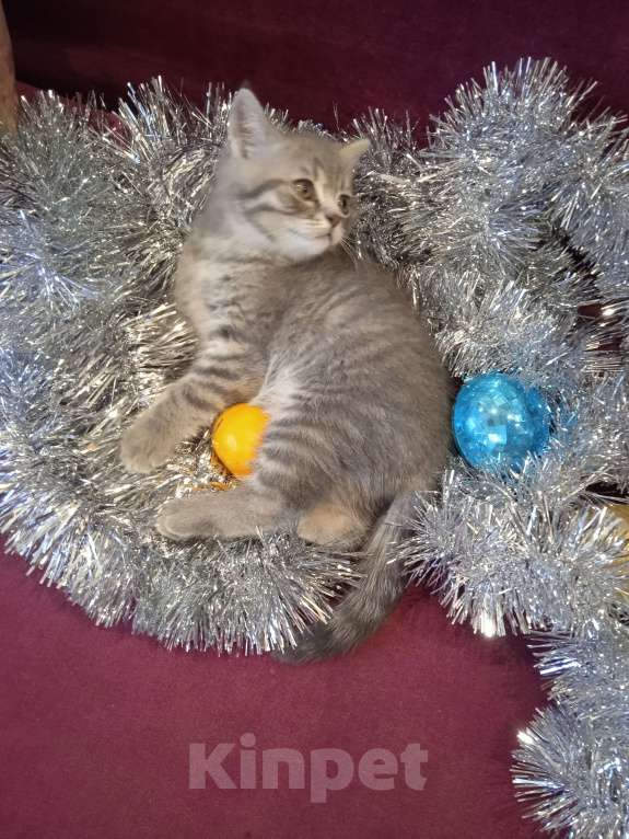 Кошки в Туле: Прекрасный подарок к Новому году.  Мальчик, 8 000 руб. - фото 3