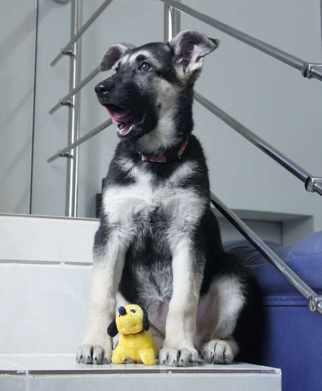 Собаки в Севастополе: щенок восточноевропейской овчарки, документы РКФ Мальчик, 60 000 руб. - фото 4