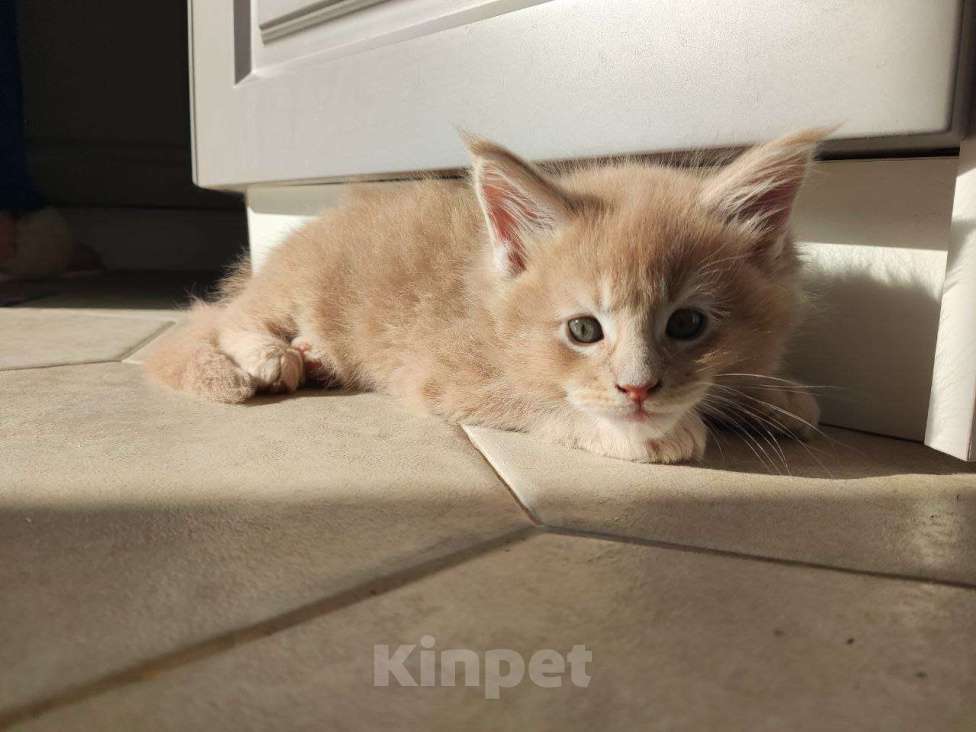 Кошки в Москве: Котёнок мейн-кун Мальчик, 50 000 руб. - фото 1