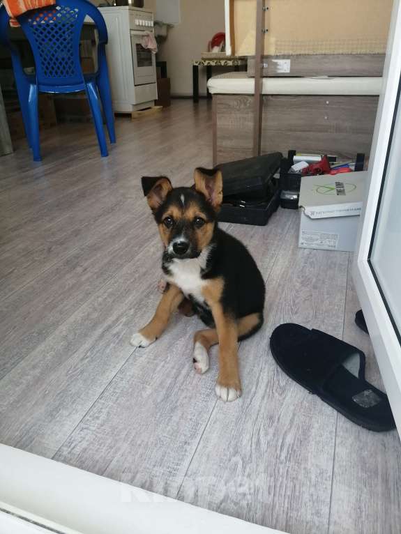 Собаки в Краснодаре: В добрые руки  Девочка, Бесплатно - фото 8