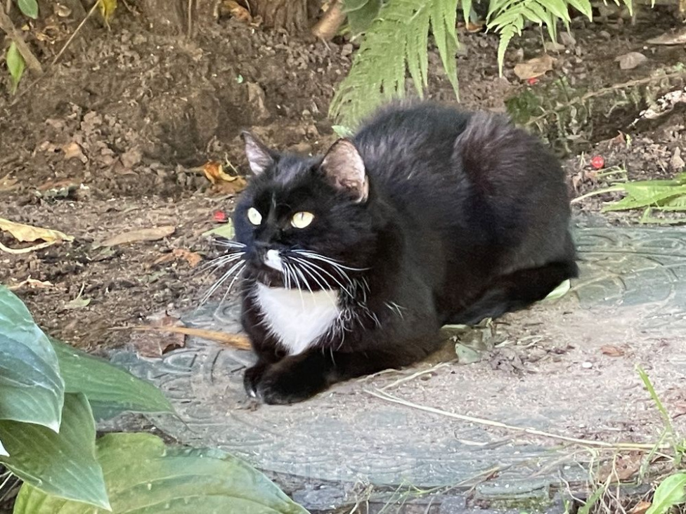 Кошки в Москве: Маркизная кошка Метка в добрые руки Девочка, Бесплатно - фото 7
