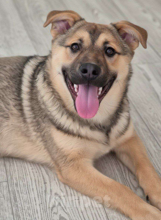 Собаки в Москве: Солнечный Рэкс ищет семью Мальчик, Бесплатно - фото 1