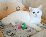 Кошки в Самаре: Кот скоттиш-страйт белый Мальчик, Бесплатно - фото 2