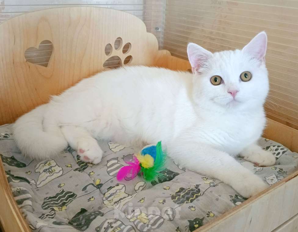 Кошки в Самаре: Кот скоттиш-страйт белый Мальчик, Бесплатно - фото 2