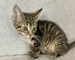 Кошки в Санкт-Петербурге: Ищем дом спасенных  с улицы котят! 🐾 Мальчик, Бесплатно - фото 8