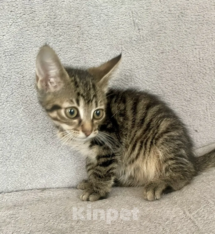 Кошки в Санкт-Петербурге: Ищем дом спасенных  с улицы котят! 🐾 Мальчик, Бесплатно - фото 8