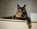 Кошки в Сочи: котята Мейн-Кун Девочка, Бесплатно - фото 3