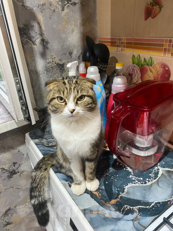 Кошки в Кирове: Отдам кота в хорошие руки Мальчик, Бесплатно - фото 2