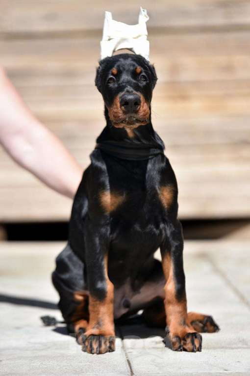 Собаки в Голицыно: Щенки добермана Мальчик, 100 000 руб. - фото 3