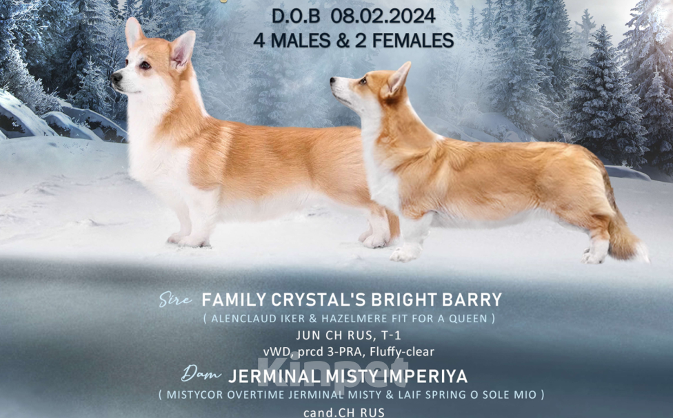 Собаки в Москве: Ваше ушастое счастье ждёт! Мальчик, 70 000 руб. - фото 9