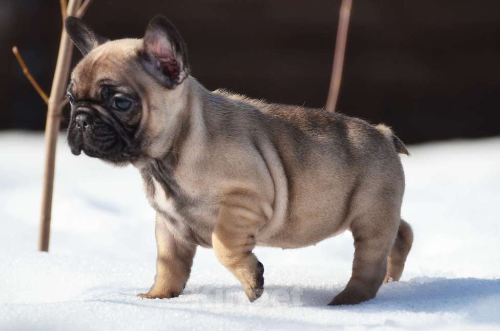 Собаки в Старом Купавне: Пуговка Девочка, 60 000 руб. - фото 3