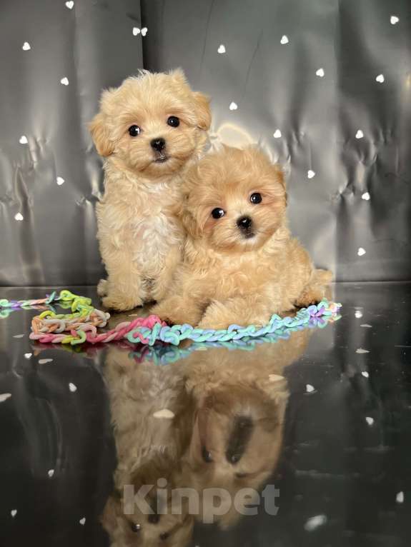 Собаки в Котельнике: Мальтипу ф 1 бишпу Пушон Тедди тикап пудель  Мальчик, 150 000 руб. - фото 8