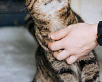 Кошки в Москве: Кот Саня ищет дом Мальчик, Бесплатно - фото 3