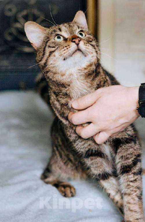 Кошки в Москве: Кот Саня ищет дом Мальчик, Бесплатно - фото 3