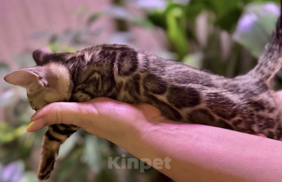 Кошки в Нижнем Новгороде: Бенгальская девочка  Девочка, 25 000 руб. - фото 3