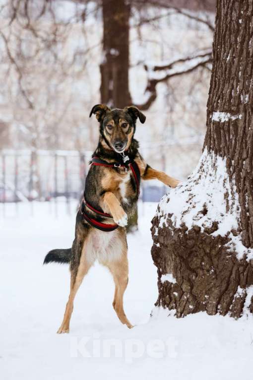 Собаки в Москве: Очаровательная Джума ищет дом Девочка, Бесплатно - фото 7
