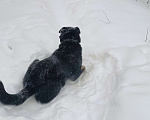 Собаки в Гатчине: Отдаю в добрые руки молодого кабеля ротвейлера Мальчик, Бесплатно - фото 2