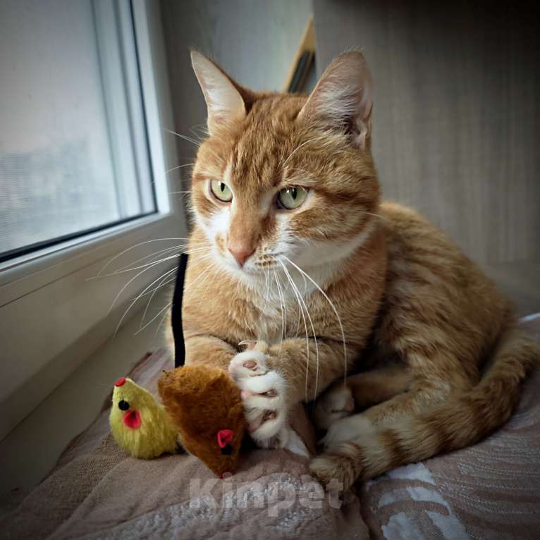 Кошки в Москве: Рыжик Мальчик, 1 руб. - фото 8