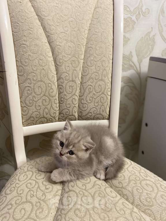 Кошки в Белгороде: Котята шотландцы  Мальчик, 10 000 руб. - фото 5