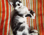 Кошки в Волгограде: Котятки Бесплатно в добрые руки, Бесплатно - фото 4