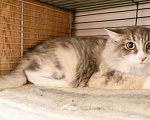 Кошки в Москве: Уютная меховая кошка Жасмин в дар. Девочка, Бесплатно - фото 3