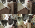 Кошки в Рязани: Серо- белый умный котик Мальчик, 10 руб. - фото 3
