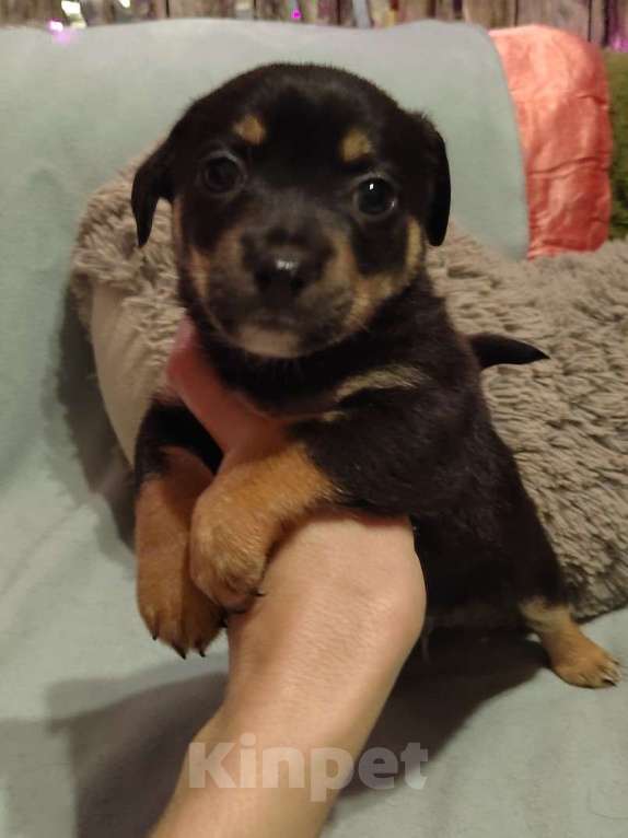 Собаки в Екатеринбурге: Малыши русского тоя Мальчик, 20 000 руб. - фото 2