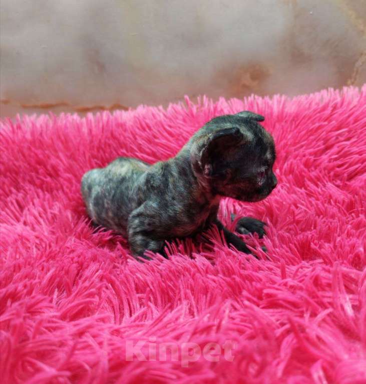 Кошки в Горячем Ключе: Котенок Девон Рекс в окрасе черная черепаха Девочка, 70 000 руб. - фото 7