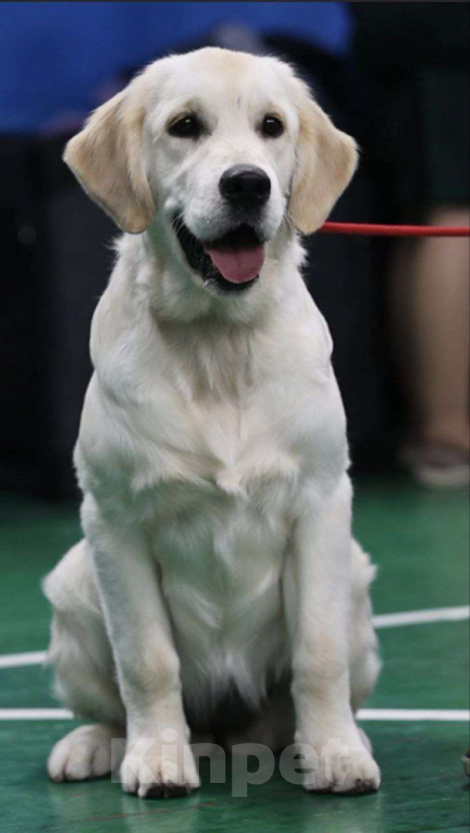 Собаки в Нижнем Новгороде: Золотистый ретривер Куба, подрощеный щенок Девочка, 80 000 руб. - фото 1