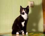 Кошки в Москве: Котёнок в добрые руки Девочка, Бесплатно - фото 6