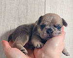 Собаки в Санкт-Петербурге: Щенки Французского бульдога Разнополые, 50 руб. - фото 2
