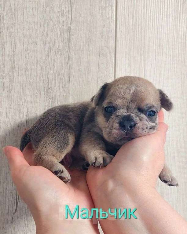 Собаки в Санкт-Петербурге: Щенки Французского бульдога Разнополые, 50 руб. - фото 2