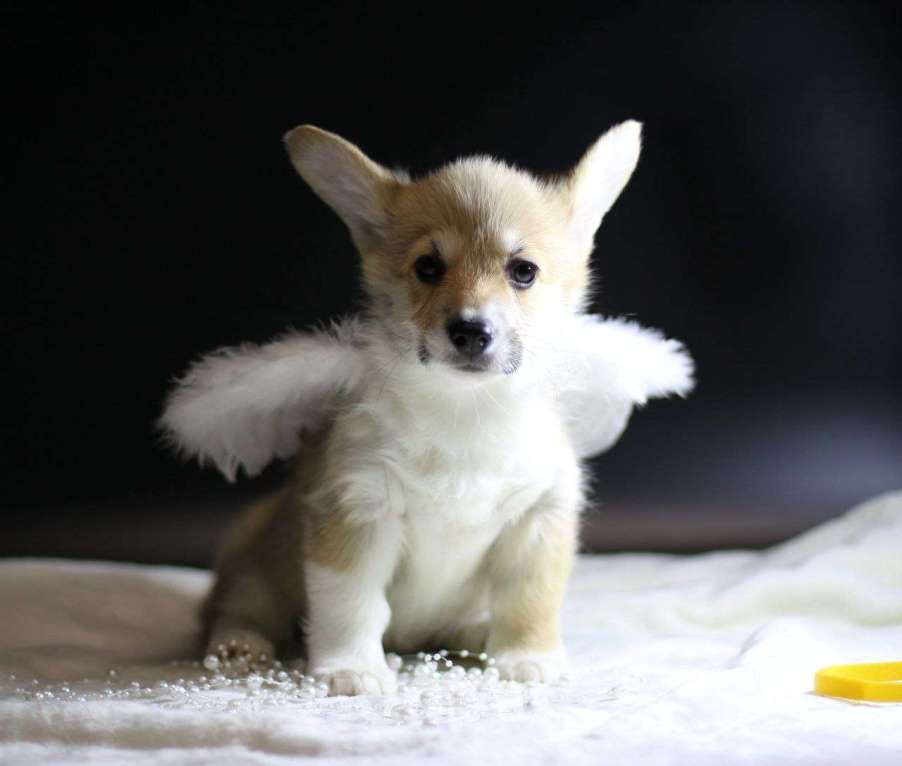 Собаки в Тольятти: Малышка Вельш Корги Пемброк Девочка, 80 000 руб. - фото 2