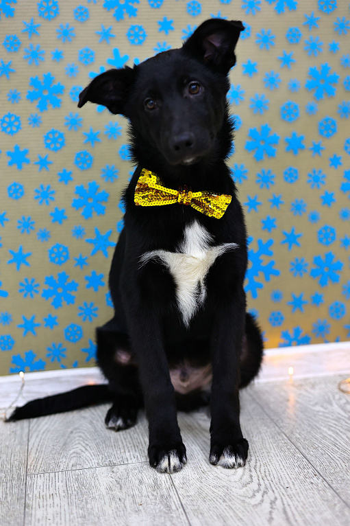 Собаки в Москве: Щенки бесплатно в Москве Мальчик, Бесплатно - фото 7