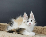 Кошки в Уссурийске: Шикарная кошечка породы Мейн-кун.  Девочка, 30 000 руб. - фото 1