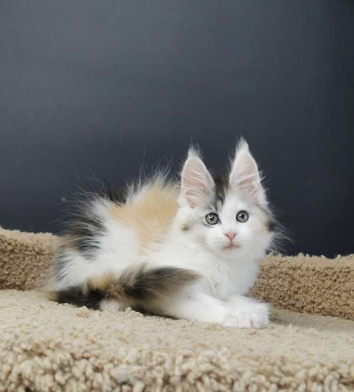 Кошки в Уссурийске: Шикарная кошечка породы Мейн-кун.  Девочка, 30 000 руб. - фото 1