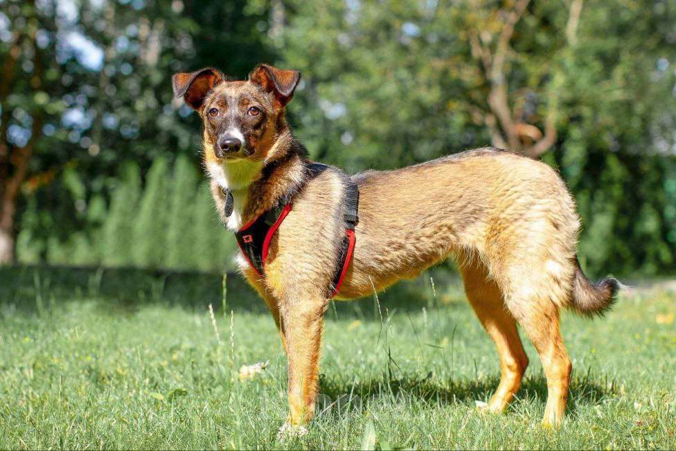 Собаки в Москве: Умная собака ждет Своих Девочка, Бесплатно - фото 3